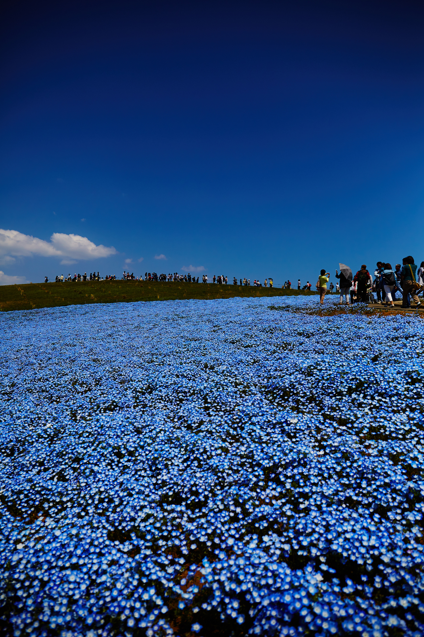 4k 5k壁紙で15年を振り返る ネモフィラで有名な国営ひたち海浜公園は茨城の鉄板観光スポットだ ハルカメラ Halcamera Com