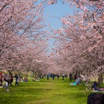 安行寒桜の並木を撮る