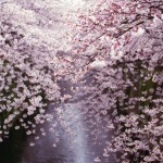 目黒川の桜並木を撮る